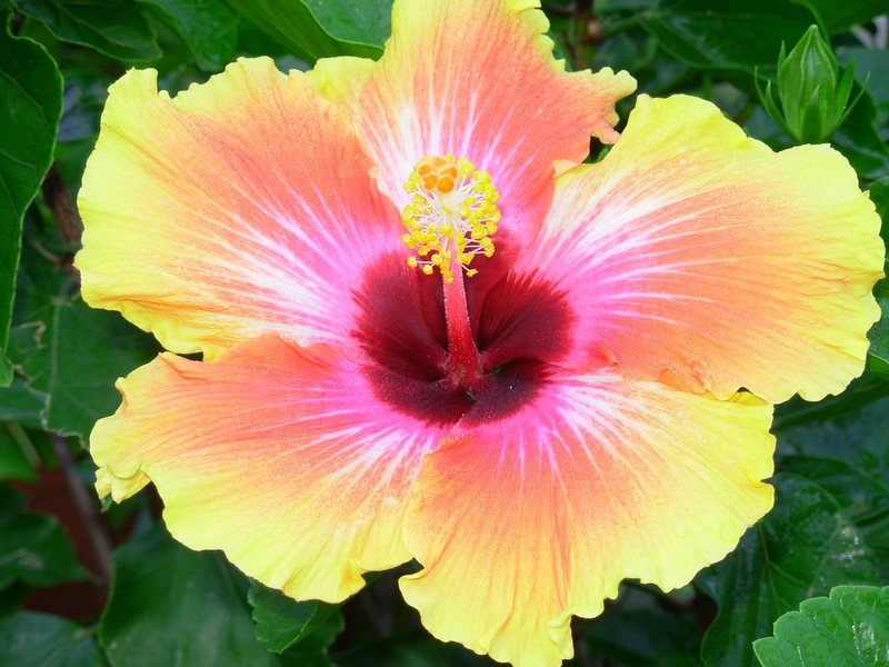 n_34 Trauttmansdorff.jpg